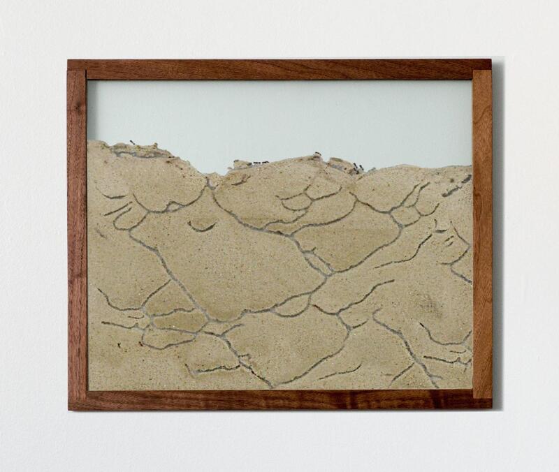 Etsy WallColony Wall Ant Farm, Ant Farm Kit, Wood Framed Wall Art Ant Farm, Cool Wall Art Man Cave, Cool Gifts for Men, Unique Gifts for Teachers, Ant Art
