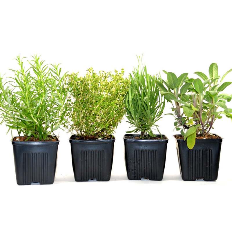Etsy FreshGardenLiving Herb Collection 4 Plants Sage, Oregano, Thyme and Rosemary - Great Gift Herb Kit Non-GMO Organic Potted 