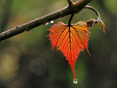 Rain leaves scent of autumn