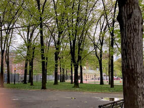 Picture East River Park Oak Trees Redevlopment plan 
